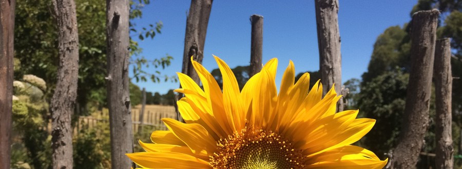 There are many options for funerals and memorials with JAcqui Chaplin, Funeral Celebrant and Arranger