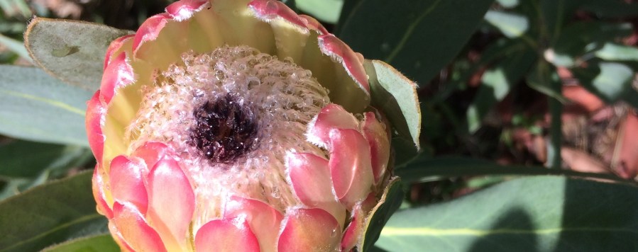 planning a funeral; melbourne's best funeral director