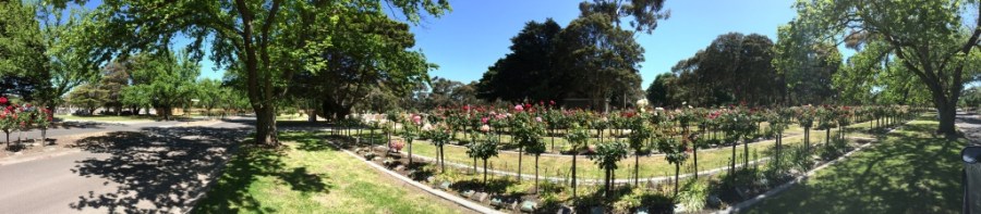 funerals, jacqui chaplin, funeral planning, best funeral celebrant